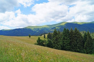 Güneşli bir yaz gününde Karpat dağlarının, yeşil ormanların ve çiçekli çayırların panoramik manzarası
