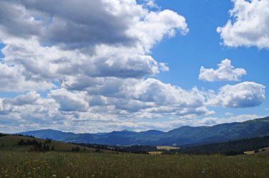 Güneşli bir yaz gününde Karpat dağlarının, yeşil ormanların ve çiçekli çayırların panoramik manzarası
