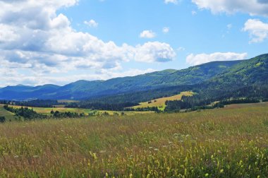 Güneşli bir yaz gününde Karpat dağlarının, yeşil ormanların ve çiçekli çayırların panoramik manzarası