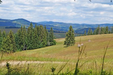 Güneşli bir yaz gününde Karpat dağlarının, yeşil ormanların ve çiçekli çayırların panoramik manzarası
