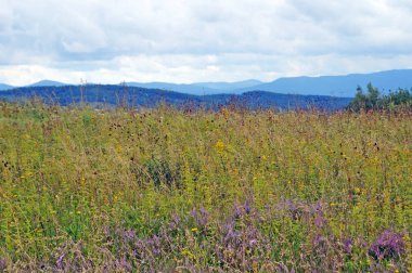Güneşli bir yaz gününde Karpat dağlarının, yeşil ormanların ve çiçekli çayırların panoramik manzarası