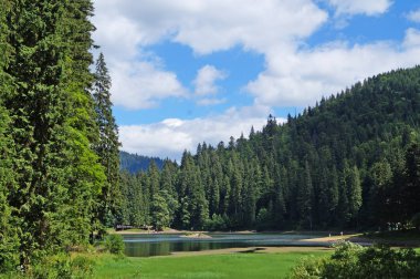 Güneşli bir yaz gününde Karpat dağlarının, yeşil ormanların ve çiçekli çayırların panoramik manzarası