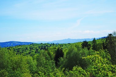 Güneşli bir yaz gününde Karpat dağlarının, yeşil ormanların ve çiçekli çayırların panoramik manzarası