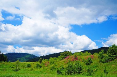 Güneşli bir yaz gününde Karpat dağlarının, yeşil ormanların ve çiçekli çayırların panoramik manzarası
