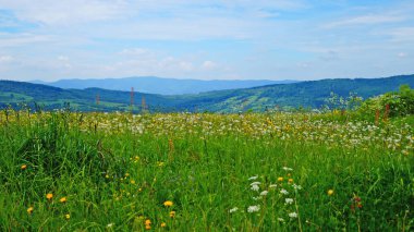 Güneşli bir yaz gününde Karpat dağlarının, yeşil ormanların ve çiçekli çayırların panoramik manzarası
