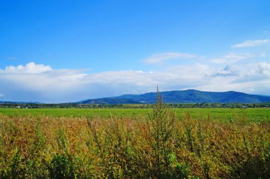 Güneşli bir yaz gününde Karpat dağlarının, yeşil ormanların ve çiçekli çayırların panoramik manzarası