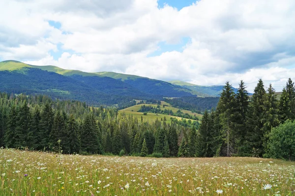 Panoramatický Pohled Karpatské Hory Zelené Lesy Kvetoucí Louky Slunného Letního — Stock fotografie