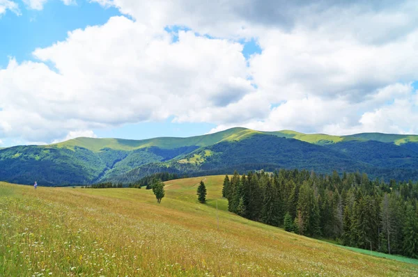 Blick Auf Die Karpaten Grüne Wälder Und Blühende Wiesen Einem — Stockfoto