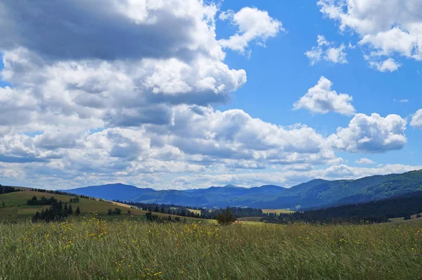 Panoramatický Pohled Karpatské Hory Zelené Lesy Kvetoucí Louky Slunného Letního — Stock fotografie