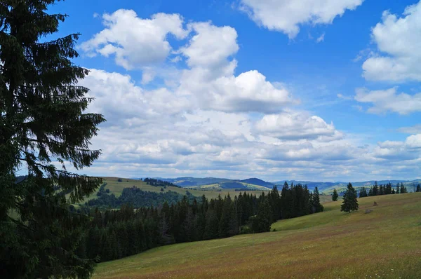 Panoramatický Pohled Karpatské Hory Zelené Lesy Kvetoucí Louky Slunného Letního — Stock fotografie