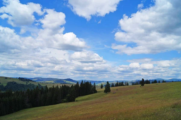 Panoramisch Uitzicht Karpaten Groene Bossen Bloeiende Weiden Een Zonnige Zomerdag — Stockfoto