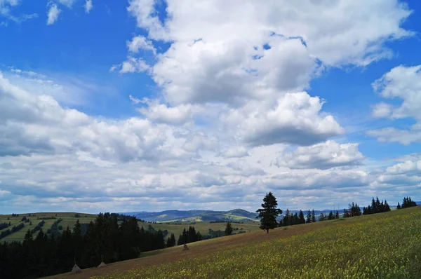 Blick Auf Die Karpaten Grüne Wälder Und Blühende Wiesen Einem — Stockfoto