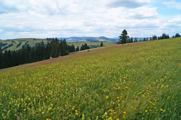 Blick Auf Die Karpaten Grüne Wälder Und Blühende Wiesen Einem — Stockfoto