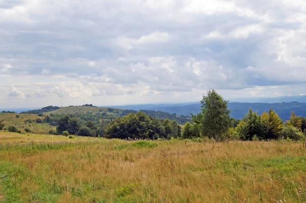 Blick Auf Die Karpaten Grüne Wälder Und Blühende Wiesen Einem — Stockfoto