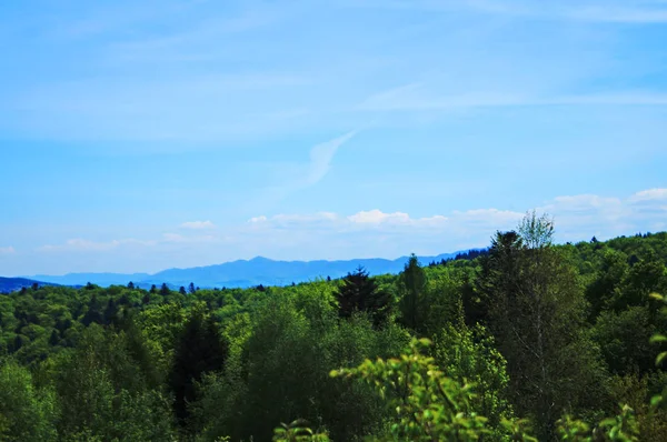 Panoramisch Uitzicht Karpaten Groene Bossen Bloeiende Weiden Een Zonnige Zomerdag — Stockfoto