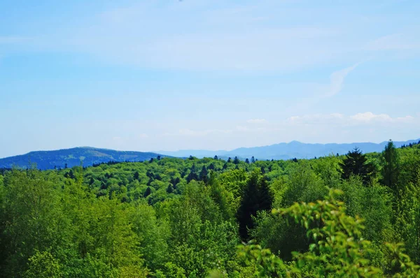 Vista Panorámica Las Montañas Los Cárpatos Bosques Verdes Prados Florecientes — Foto de Stock