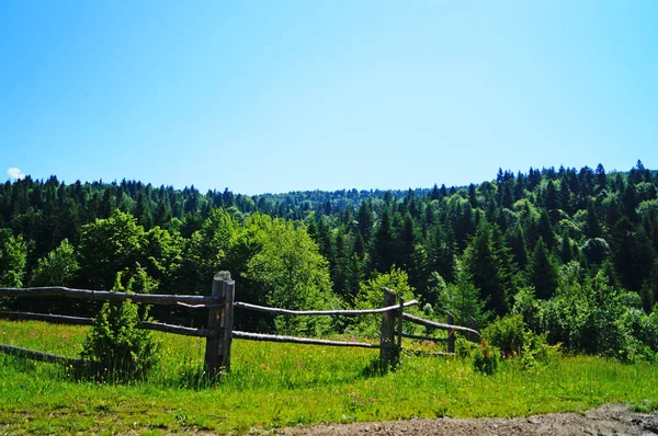 Panoramatický Pohled Karpatské Hory Zelené Lesy Kvetoucí Louky Slunného Letního — Stock fotografie