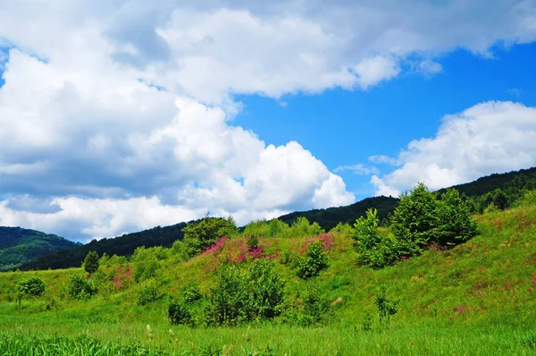 在阳光明媚的夏日 喀尔巴鄂山脉 绿色森林和盛开的草地全景 — 图库照片