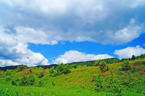Vista Panorâmica Das Montanhas Dos Cárpatos Florestas Verdes Prados Floridos — Fotografia de Stock