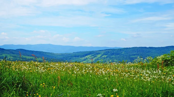Güneşli Bir Yaz Gününde Karpat Dağlarının Yeşil Ormanların Çiçekli Çayırların — Stok fotoğraf