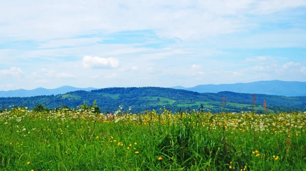 Güneşli Bir Yaz Gününde Karpat Dağlarının Yeşil Ormanların Çiçekli Çayırların — Stok fotoğraf
