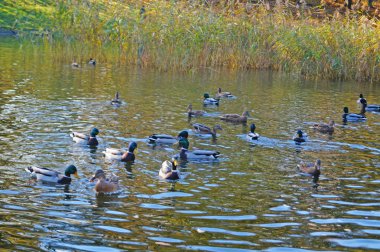 Bir ördek sürüsü güneşli bir bahar gününde bir parkta bir gölde yüzer.