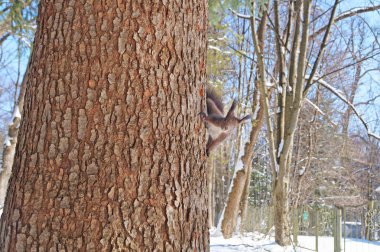 Siyah kabarık kürklü bir sincap güneşli bir kış gününde beyaz kar bir arka plan üzerinde bir ağaç üzerinde oturur