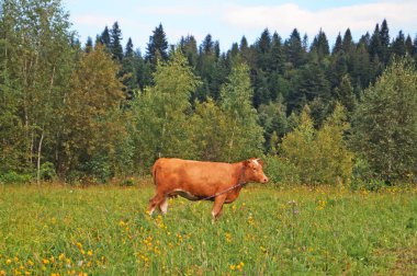 Güneşli bir yaz gününde yeşil bir çayırda otlayan kahverengi saçlı
