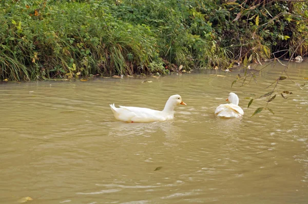 A duck with white feathers swims in a pond near green grass on a sunny summer day