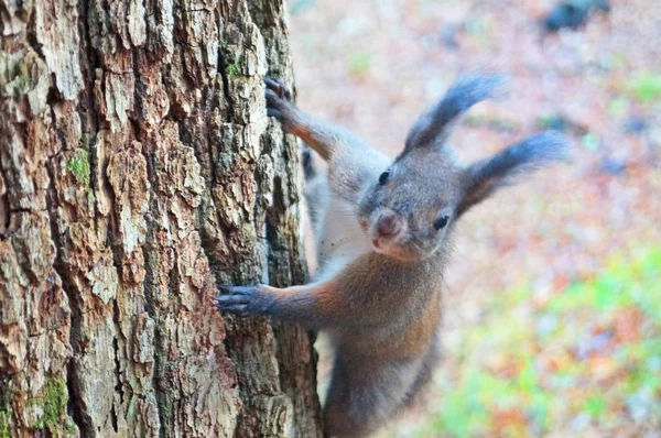 Écureuil Fourrure Duveteuse Noire Est Assis Sur Arbre Sur Fond — Photo