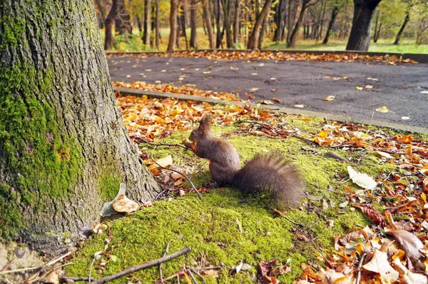 Eichhörnchen Mit Schwarzem Flauschigem Sidin Fell Abgefallenen Gelben Blättern Park — Stockfoto