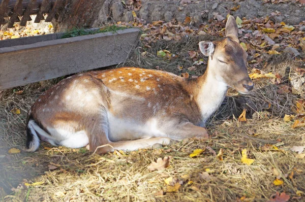 Parkta kuş besleyiciler yanında siyah-sarı-beyaz yumuşak saçlı geyik