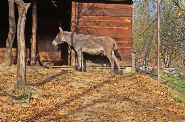 A donkey with gray fur stands near the pen on a sunny autumn day.