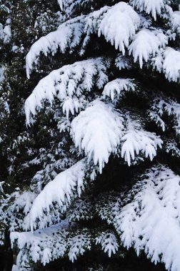 Bir kış güneşli soğuk bir günde kabarık beyaz kar ile kaplı mavi ladin bir dalı