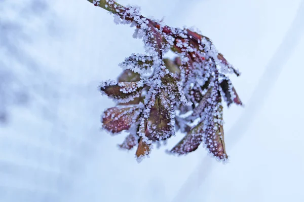 Gałąź Róży Liśćmi Pokrytymi Białym Śniegiem Zimowym Słonecznym Dniu — Zdjęcie stockowe