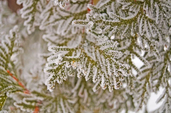 Gałąź Thuja Pokryta Białym Świeżym Śniegiem Zimowy Mroźny Słoneczny Dzień — Zdjęcie stockowe