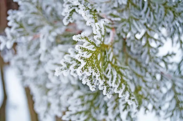 Rama Thuja Cubierta Nieve Fresca Blanca Día Soleado Helado Invierno — Foto de Stock