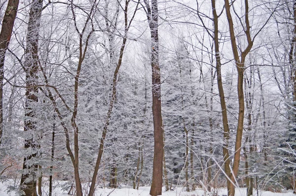 Winter Forest Fluffy Snow Lying Firs Tree Branches Frosty Sunny — Stock Photo, Image