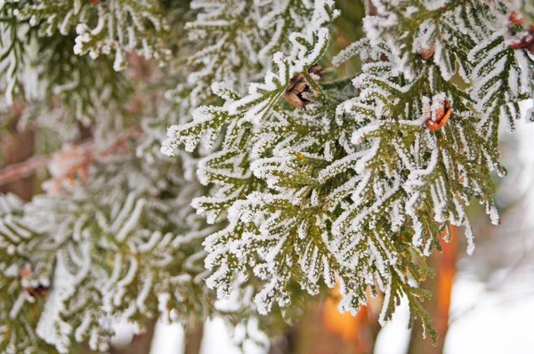 Rama Thuja Cubierta Nieve Fresca Blanca Día Soleado Helado Invierno —  Fotos de Stock