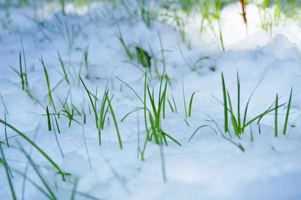 Verde Hierba Jugosa Hace Camino Través Una Alfombra Nieve Día —  Fotos de Stock