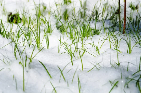 Verde Hierba Jugosa Hace Camino Través Una Alfombra Nieve Día —  Fotos de Stock