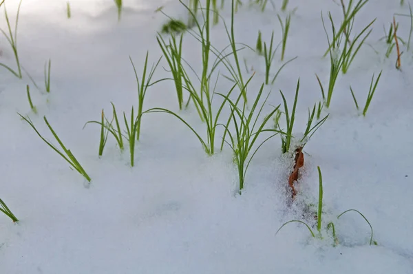 Grünes Saftiges Gras Bahnt Sich Seinen Weg Durch Einen Teppich — Stockfoto