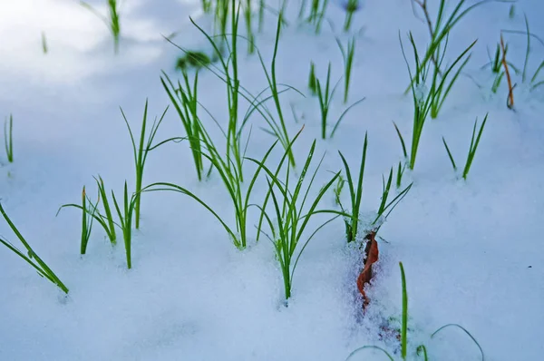 Verde Hierba Jugosa Hace Camino Través Una Alfombra Nieve Día —  Fotos de Stock