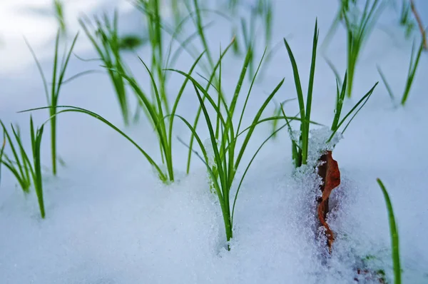 Verde Hierba Jugosa Hace Camino Través Una Alfombra Nieve Día —  Fotos de Stock