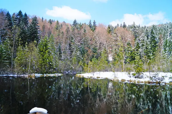 Güneşli Bir Bahar Gününde Beyaz Karla Kaplı Iğne Yapraklı Ormanlarla — Stok fotoğraf