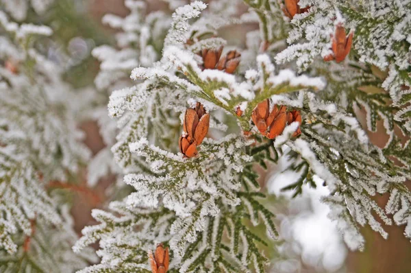 Gałąź Thuja Pokryta Białym Świeżym Śniegiem Zimowy Mroźny Słoneczny Dzień — Zdjęcie stockowe