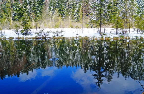 Lac Montagne Entouré Forêts Conifères Recouvert Neige Blanche Par Une — Photo