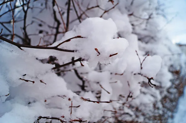 Ramas Arbustos Cubiertos Nieve Esponjosa Contra Cielo Azul Día Invierno — Foto de Stock