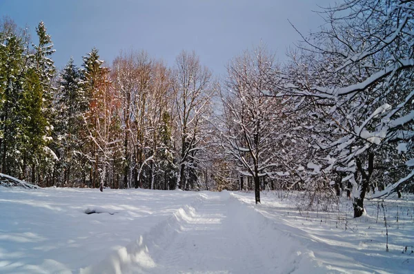 冷ややかな晴れた日にモミや木の枝に横たわるふわふわの雪の冬の森 — ストック写真