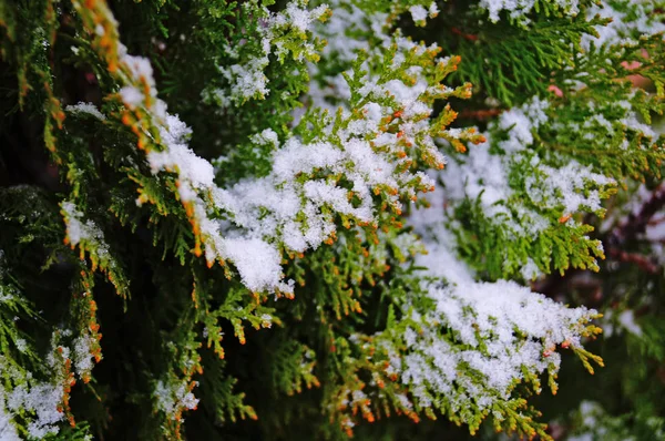 Rama Thuja Cubierta Nieve Fresca Blanca Día Soleado Helado Invierno —  Fotos de Stock